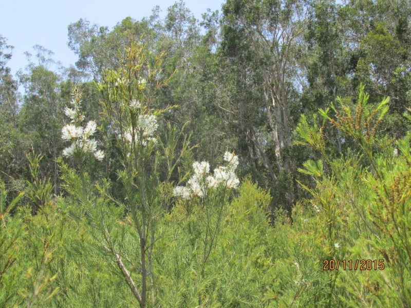 97 Steeds Road, Winfield QLD 4670