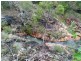 Lot 6 Doughboy Road, Doughboy QLD 4671