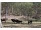 931 Nearum Road, Nearum QLD 4671