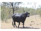 931 Nearum Road, Nearum QLD 4671