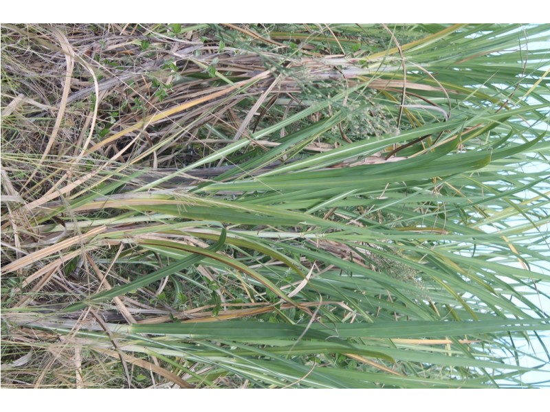 157 Jones Road, Bucca QLD 4670