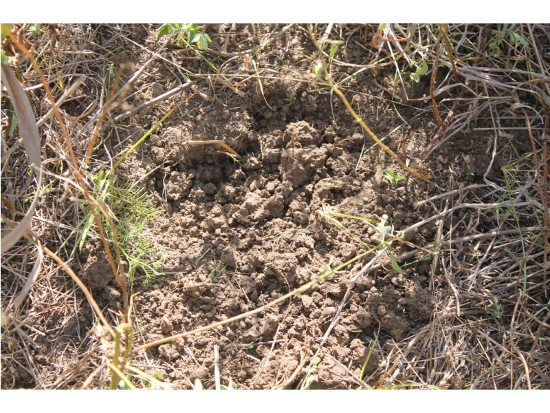 157 Jones Road, Bucca QLD 4670