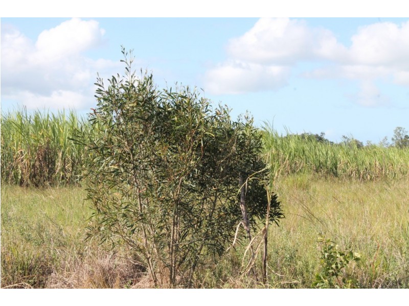 157 Jones Road, Bucca QLD 4670