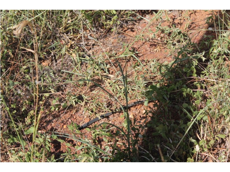 157 Jones Road, Bucca QLD 4670