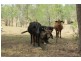 48 Swindon Road, Mount Perry QLD 4671