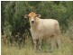 142 PERRY RIVER FARMS RD, Morganville QLD 4671