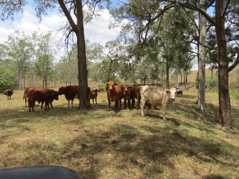 142 PERRY RIVER FARMS RD, Morganville QLD 4671