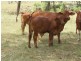 142 PERRY RIVER FARMS RD, Morganville QLD 4671