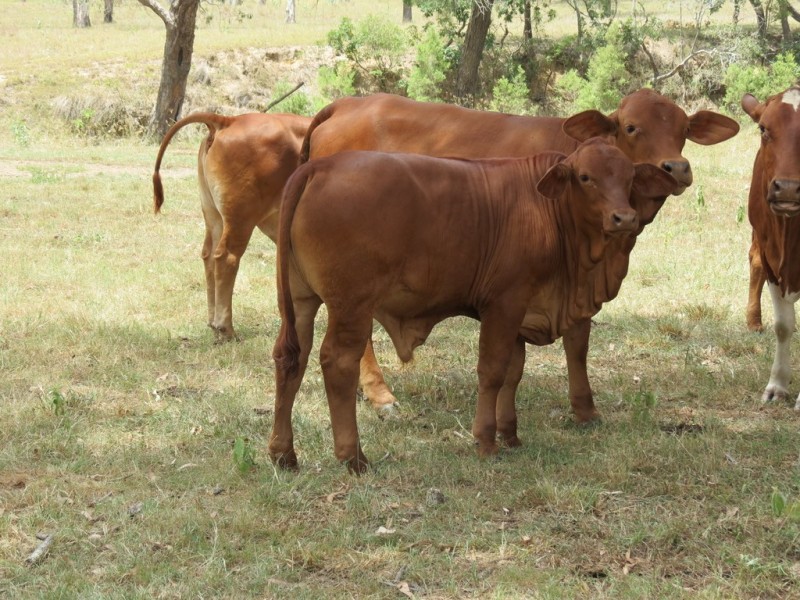 142 PERRY RIVER FARMS RD, Morganville QLD 4671