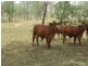 142 PERRY RIVER FARMS RD, Morganville QLD 4671