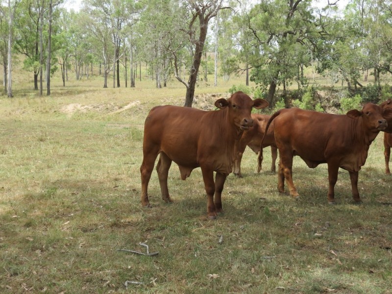 142 PERRY RIVER FARMS RD, Morganville QLD 4671