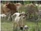 Bucca QLD 4670