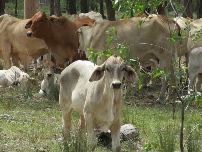 Bucca QLD 4670