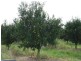 32515 Bruce Highway, Duingal QLD 4671