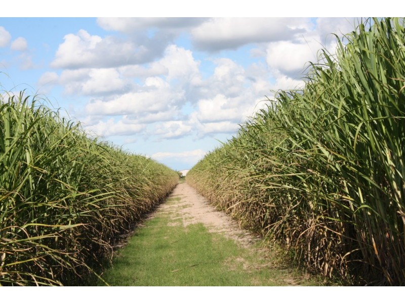 453 Lindemans Road, Moore Park Beach QLD 4670