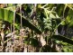 41 Beiers Road, Bullyard QLD 4671