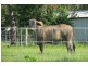 Mount Maria QLD 4674