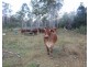 249 Stronachs Road, Wallaville QLD 4671
