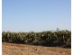233 Back Springfield Road, Woongarra QLD 4670