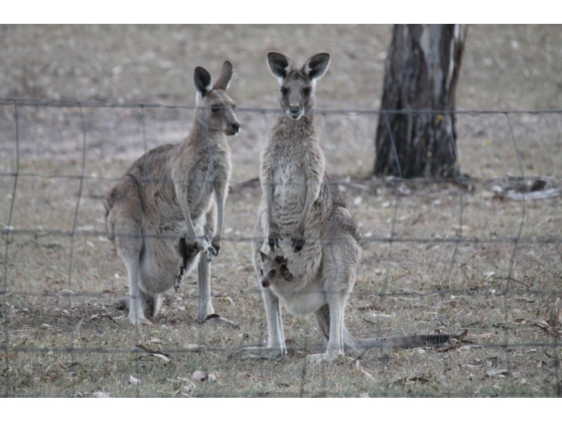 267 Duckpond Road, Moolboolaman QLD 4671