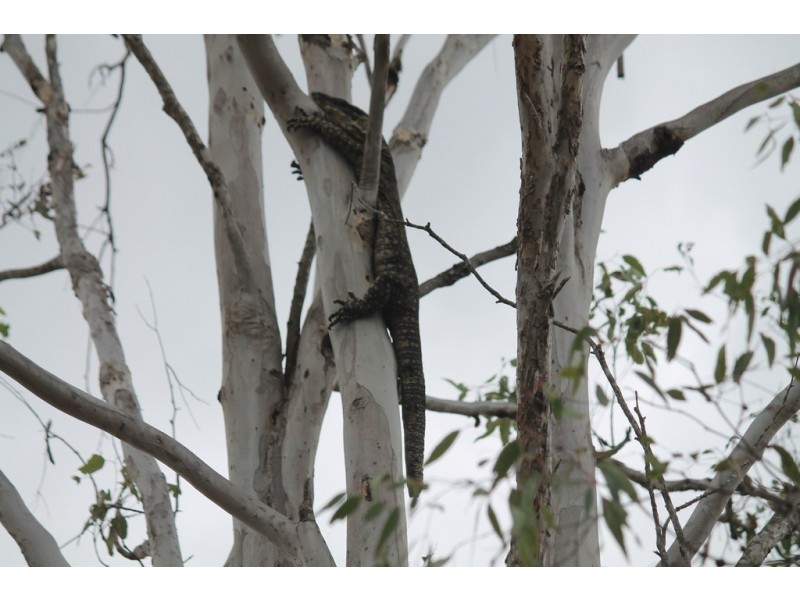 267 Duckpond Road, Moolboolaman QLD 4671