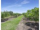 1373 Pine Creek Road, Electra QLD 4670