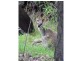 310 Rickards Road, Kolonga QLD 4671