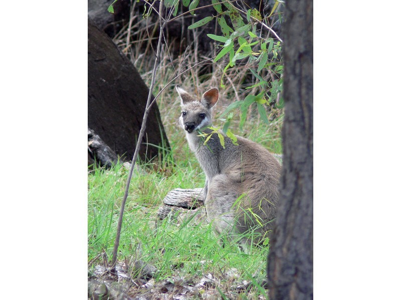 310 Rickards Road, Kolonga QLD 4671