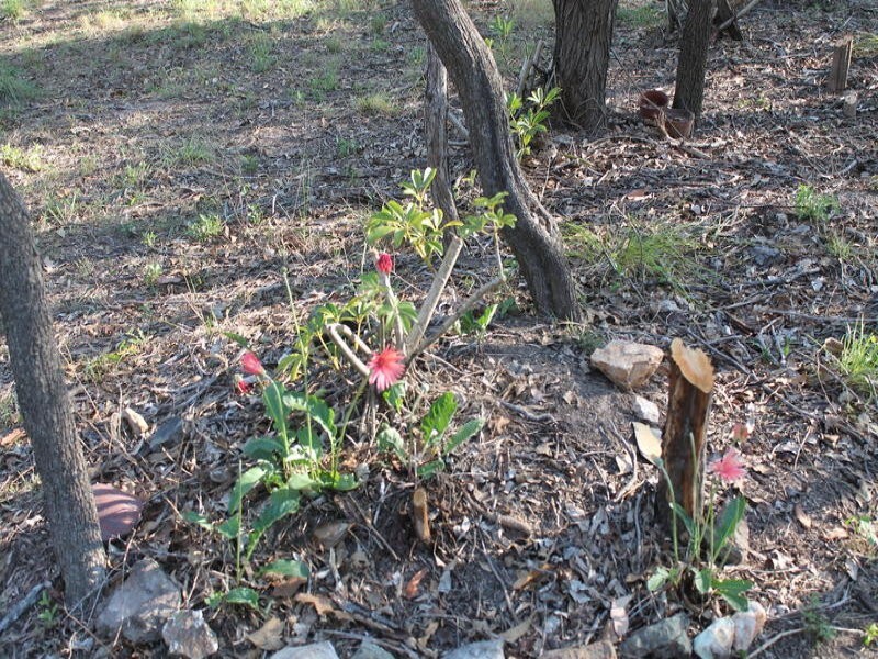 170 Bottle Creek Road, Rosedale QLD 4674