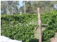 43 Plantation Road, Avondale QLD 4670