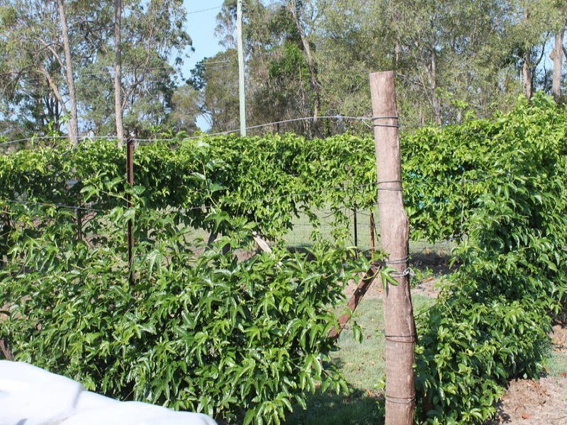 43 Plantation Road, Avondale QLD 4670
