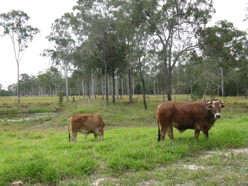 269 Boughtons Road, Bucca QLD 4670