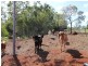 178 Stocks Road, Apple Tree Creek QLD 4660