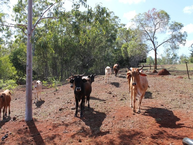 178 Stocks Road, Apple Tree Creek QLD 4660
