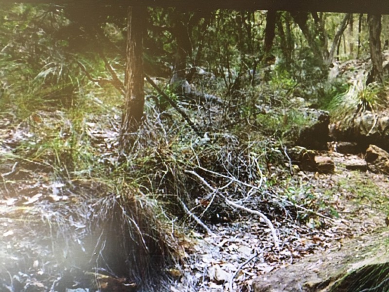 Lot 73 Heales Road, Meadowvale QLD 4670