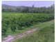 876 Pacific Drive, Deepwater QLD 4674