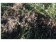 Lot 65 Newlands Road, North Gregory QLD 4660