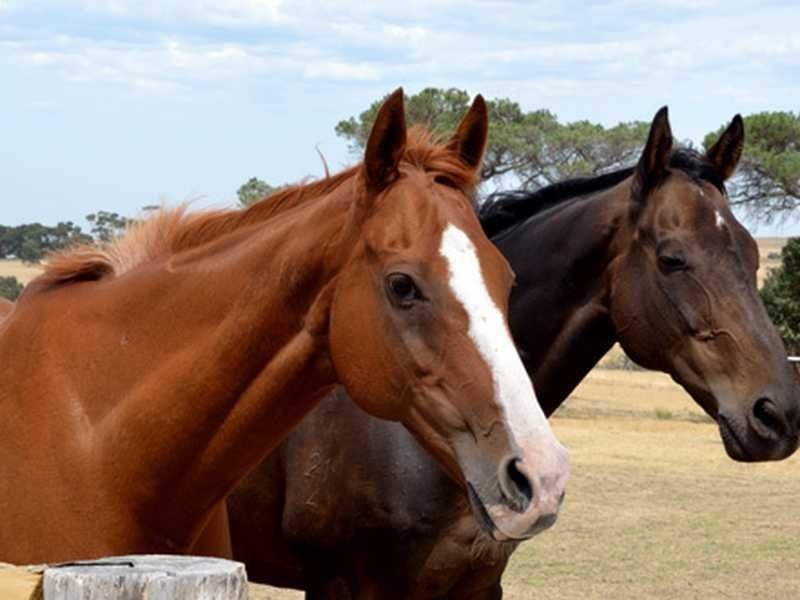 Lots 3and4, 674 Macclesfield Road, Macclesfield VIC 3782