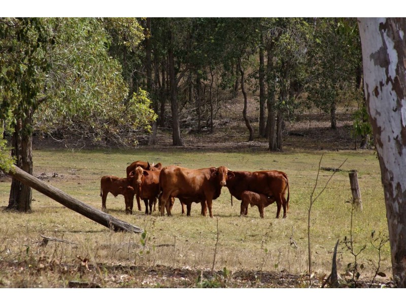 338 Rickards Rd,, Kolonga QLD 4671