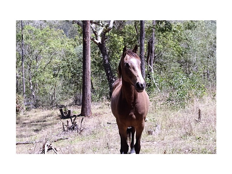 259 Broadmeadows Rd, Gin Gin QLD 4671