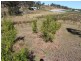498 Mcllwraith Rd, Gin Gin QLD 4671