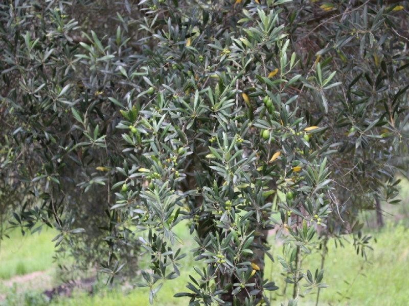 1532 Gaeta Rd, Gin Gin QLD 4671