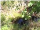 766 Tenningering Rd, Gin Gin QLD 4671