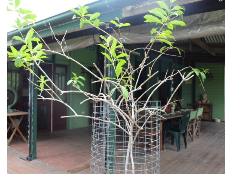 189 Thiels Rd, Gin Gin QLD 4671