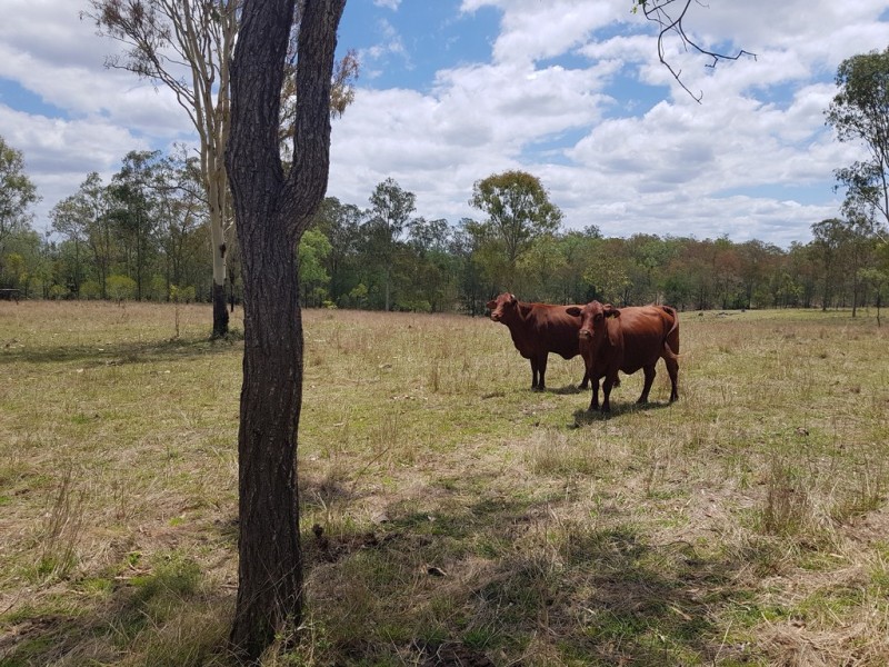 503 Walla St, Morganville QLD 4671