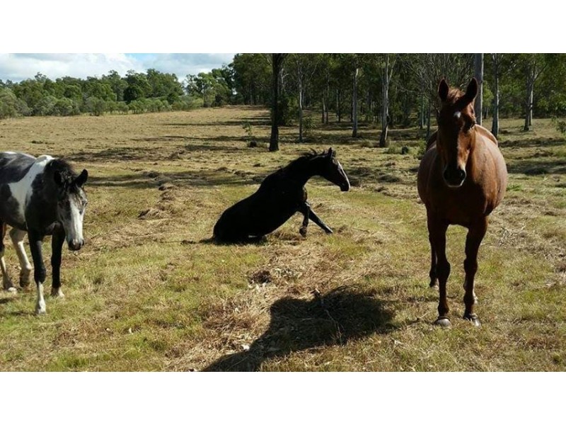 3363 Bundaberg Gin Gin Rd, Bungadoo QLD 4671