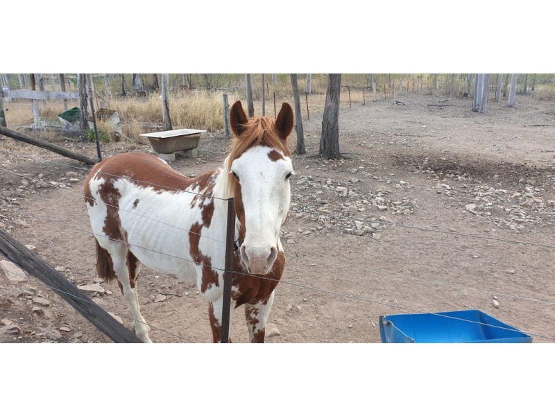 48 Jacks Rd Horse Camp, Gin Gin QLD 4671