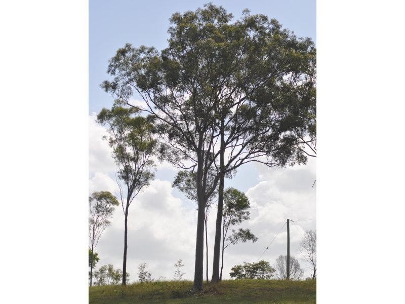 105 Tobin Shortcut Rd Horse Camp, Gin Gin QLD 4671