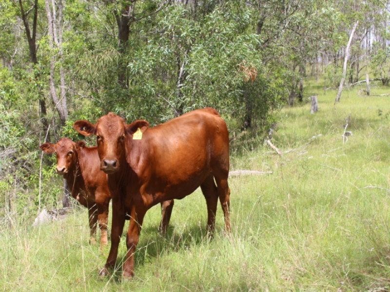 249 Stronachs Road, Wallaville QLD 4671