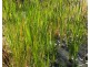 Lot Lot, 3 Nellers Road, New Moonta QLD 4671
